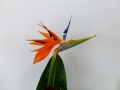 strelitzia