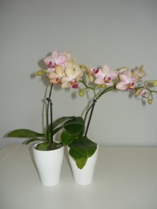 Mini orchidea5