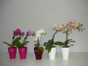 Mini orchidea1