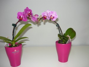 Mini orchidea2